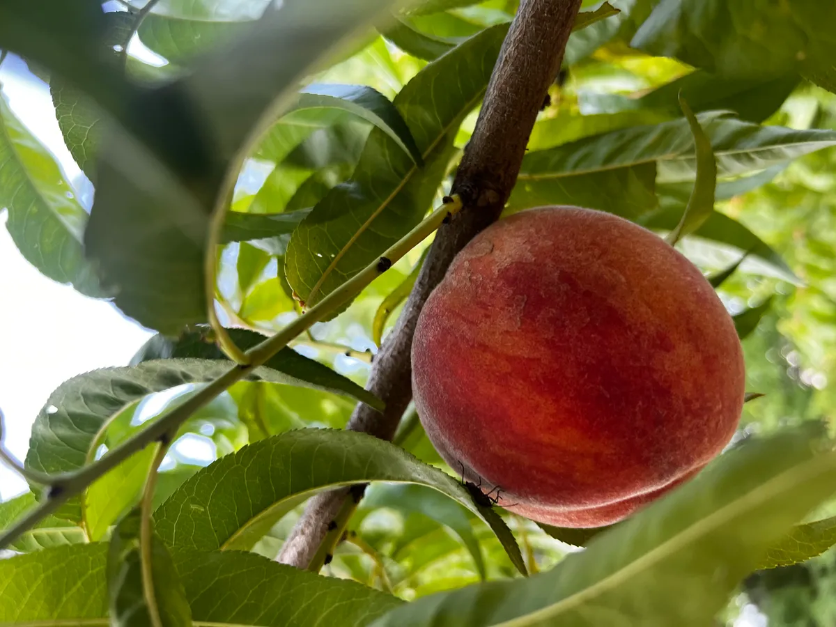 U-Pick Peach harvest