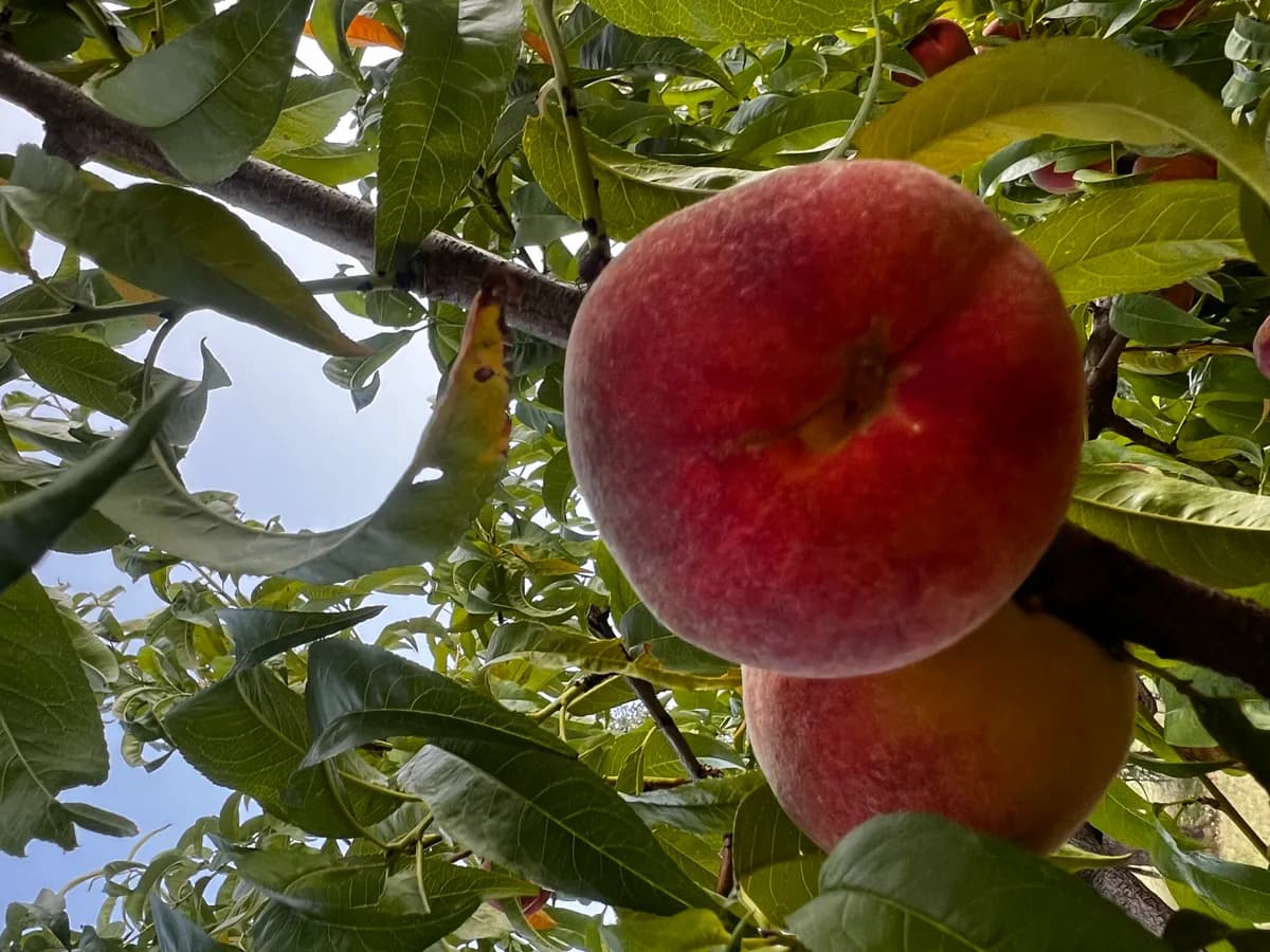 U-Pick Peach harvest 2