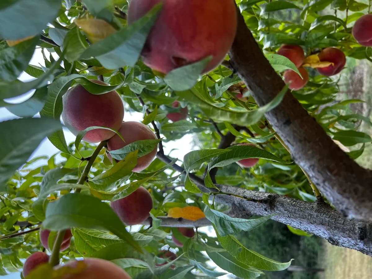 U-Pick Peach harvest 3